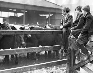 No home on the range for these boys. For though this could be any stockyard of No home on the range for these boys. For though this could be any stockyard of