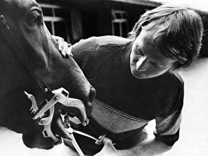 Images Dated 19th September 1974: Horse dentist Gordon Holmes treating a patient at The Stables, Greystoke, near. Penrith