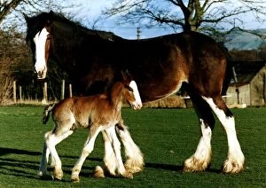 Images Dated 1st February 1996: Horse and foal