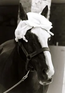 A Horse wearing a hankerchief on head - July 1983 Weather - Hot Sunny A Horse wearing a hankerchief on head - July 1983 Weather - Hot Sunny