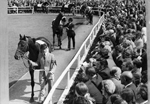 Images Dated 1st July 1972: Horses paraded before the big race of the day, the Northumberland Cup at Gosforth Park