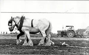 Two horses ploughing seen side by side at the annual ploughing match at West Hallam Two horses ploughing seen side by side at the annual ploughing match at West Hallam