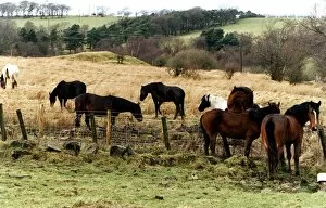 Images Dated 1st February 1996: Horses ponies loose in field abandoned Newhouse