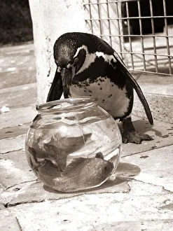 Houdini the Penguin eyes the goldfish bowl for a free feed goldfish birds Houdini the Penguin eyes the goldfish bowl for a free feed goldfish birds