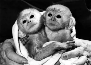 Hugging each other and clinging on to life, these monkeys are a real handful Hugging each other and clinging on to life, these monkeys are a real handful
