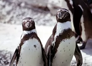 Images Dated 1st June 1976: Two humboldt penguins at Blackpool Zoo June 1976