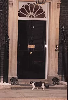 Images Dated 28th March 1996: HUMPHREY THE DOWNING STREET CAT
