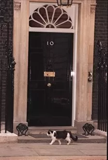 Images Dated 28th March 1996: Humphrey the Downing street cat March 1996