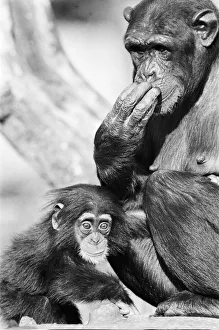 What can I smell? Wonder the baby Chimpanzee seen here with his mother at the Chimpanzee What can I smell? Wonder the baby Chimpanzee seen here with his mother at the Chimpanzee