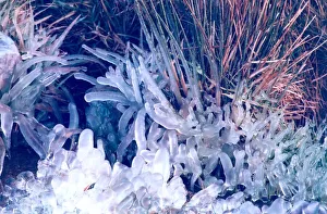 The ice has formed round single blades of grass which makes this look like a photograph The ice has formed round single blades of grass which makes this look like a photograph
