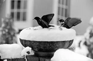 Images Dated 13th January 1977: With over three inches of snow covering the top of the bowl bird table-giving it