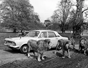 Intrepid motorists among the lions at the Blairdrummond Safari Park in Scotland Intrepid motorists among the lions at the Blairdrummond Safari Park in Scotland