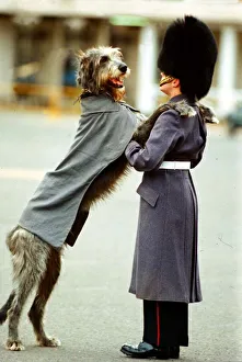 Irish Wolfhound - March 1994 Irish Regiement Guards Malachy Irish Wolfhound - March 1994 Irish Regiement Guards Malachy