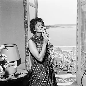 Italian actress Sophia Loren smelling a flower in her hotel room at the Cannes film Italian actress Sophia Loren smelling a flower in her hotel room at the Cannes film