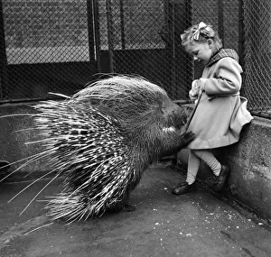 Jannifer Waight 4 1/2 yrs. With Porcupine at the London Zoo. London, February 1953 D898 Jannifer Waight 4 1/2 yrs. With Porcupine at the London Zoo. London, February 1953 D898