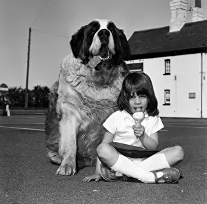 Jason the St Bernard is a contender for the Heaviest Dog in Britain Jason the St Bernard is a contender for the Heaviest Dog in Britain
