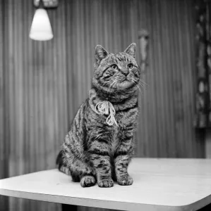 Jasper the cat with two homes. February 1972 72-1482-001 Jasper the cat with two homes. February 1972 72-1482-001