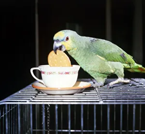 Jasper the green amazon Parrott dunking his biscuit into a cup of tea April 1985 Jasper the green amazon Parrott dunking his biscuit into a cup of tea April 1985
