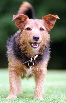 JAYTEE THE RESCUE MONGREL WHO KNOWS WHEN OWNER PAM SMART IS COMING HOME A©Mirrorpix JAYTEE THE RESCUE MONGREL WHO KNOWS WHEN OWNER PAM SMART IS COMING HOME A©Mirrorpix