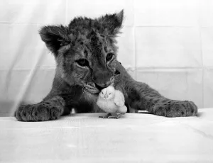Jimmy the lion cub and his little bit of fluff, Charlie the chick Jimmy the lion cub and his little bit of fluff, Charlie the chick