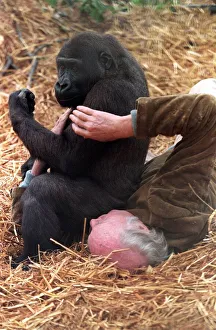 John Aspinall with a gorilla in cage of Howletts Zoo December 1997 John Aspinall with a gorilla in cage of Howletts Zoo December 1997
