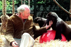 John Aspinall with a gorilla in cage of Howletts Zoo December 1997 John Aspinall with a gorilla in cage of Howletts Zoo December 1997