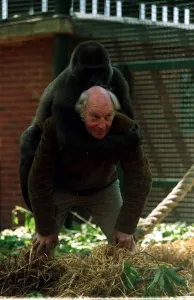 John Aspinall with a gorilla at Howletts Zoo December 1997 John Aspinall with a gorilla at Howletts Zoo December 1997