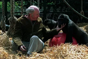 John Aspinall Zoo Owner December 1997 In the Gorilla cage of Howletts Zoo were zoo John Aspinall Zoo Owner December 1997 In the Gorilla cage of Howletts Zoo were zoo