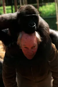 John Aspinall Zoo Owner December 1997 Playing with a Gorilla in the Gorilla cage at John Aspinall Zoo Owner December 1997 Playing with a Gorilla in the Gorilla cage at