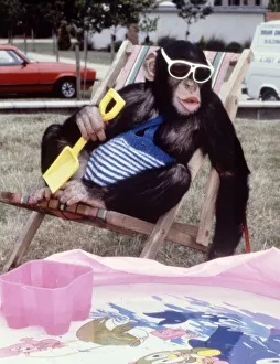 Jolly the chimp sitting in a deck chair enjoying the sun at Twycross Zoo February 1987 Jolly the chimp sitting in a deck chair enjoying the sun at Twycross Zoo February 1987
