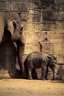 Jubilee, the first elephant to be born in Britain, standing against the wall at Chester Jubilee, the first elephant to be born in Britain, standing against the wall at Chester
