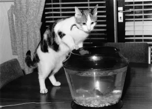 Just Fishing: Sue the curious cat stalks lucky Hughie and his fish mates Just Fishing: Sue the curious cat stalks lucky Hughie and his fish mates