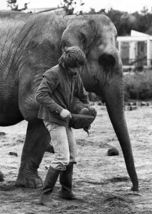 Kate the elephant just puts her feet up - and John Edwards gets down to work Kate the elephant just puts her feet up - and John Edwards gets down to work