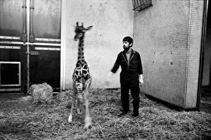 Images Dated 22nd January 1975: Keeper Jeff Nicklin with baby giraffe. January 1975 75-00398-002