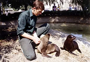 Keith Short Zoo Keeper with baby sea lions at London Zoo August 1984 animal Keith Short Zoo Keeper with baby sea lions at London Zoo August 1984 animal