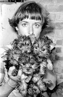 Images Dated 15th June 1980: One of the kennel maids at a animal charity re-homing centre for unwanted