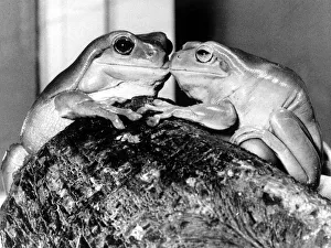 Kermit and Sheila, tree frog lovers get close February 1987 Kermit and Sheila, tree frog lovers get close February 1987