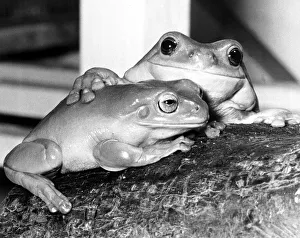 Kermit and Sheila both tree frogs snuggle up together February 1980 Kermit and Sheila both tree frogs snuggle up together February 1980