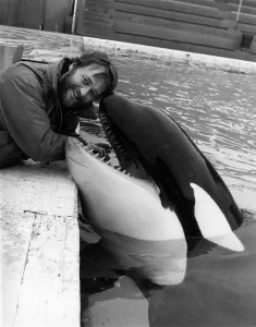 Killer Whale: So friendly Trainer Peter Bloom with Nemo. February 1985 P006482 Killer Whale: So friendly Trainer Peter Bloom with Nemo. February 1985 P006482