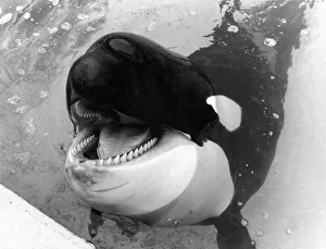 Killer Whale: So Playful Nemo in his Clacton Pier pool. February 1985 P006478 Killer Whale: So Playful Nemo in his Clacton Pier pool. February 1985 P006478