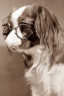 King Charles Cavalier Spaniel wearing comedy glasses with a plastic nose King Charles Cavalier Spaniel wearing comedy glasses with a plastic nose