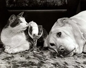Kinky the cat, Honely the golden labrador dog and Mickey the mouse inside a wine glass Kinky the cat, Honely the golden labrador dog and Mickey the mouse inside a wine glass