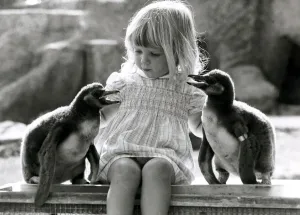 Kirsten Ogilvie in charge of two baby penguins- September 1981 The Kirsten Ogilvie in charge of two baby penguins- September 1981 The