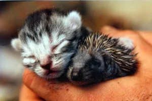 A kitten and a hedgehog who are both being suckled by a cat A kitten and a hedgehog who are both being suckled by a cat