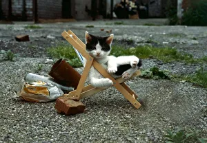 Kitten in miniature deckchair June 1979 A©Mirrorpix Kitten in miniature deckchair June 1979 A©Mirrorpix