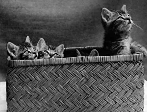 Kittens. A basketful of pent up mischief. P000418 Kittens. A basketful of pent up mischief. P000418