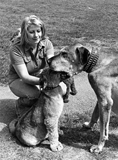 Kojak the lion cub shoves his head down a dog's mouth watched by blonde like Pam Kojak the lion cub shoves his head down a dog's mouth watched by blonde like Pam