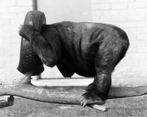 Kumba the monkey, puts his head in a spare tyre and turns his back on the chimp Kumba the monkey, puts his head in a spare tyre and turns his back on the chimp