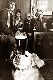A labrador balances a pint of guinness on his forhead as other pub-goers look on in A labrador balances a pint of guinness on his forhead as other pub-goers look on in