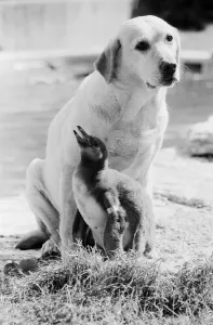 A labrador dog with a baby penguin at the Cotswold WildLife Park in Oxfordshire A labrador dog with a baby penguin at the Cotswold WildLife Park in Oxfordshire